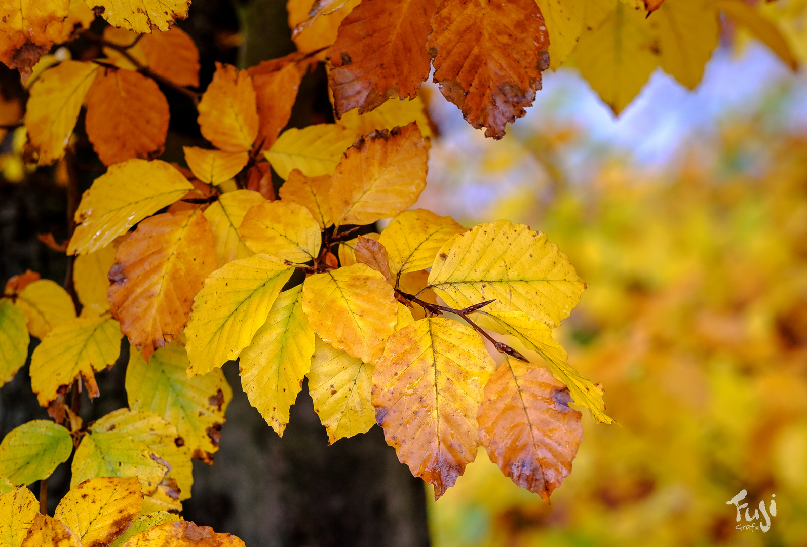 Herbstbaum