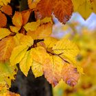 Herbstbaum