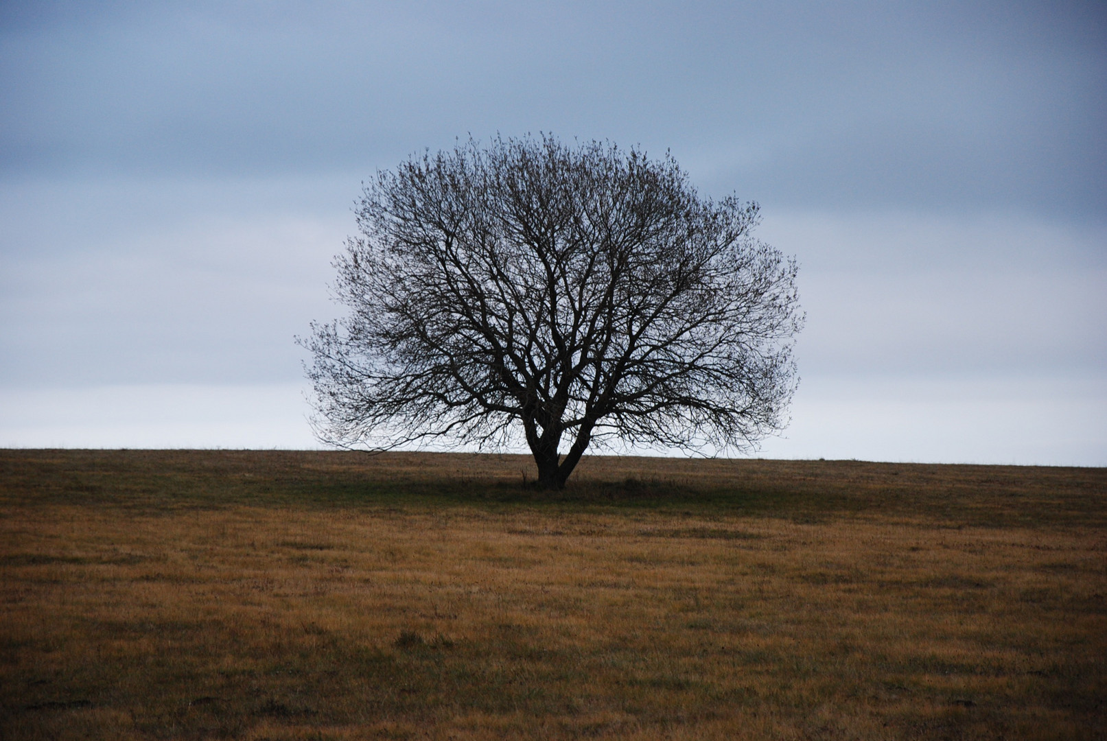 Herbstbaum