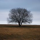 Herbstbaum