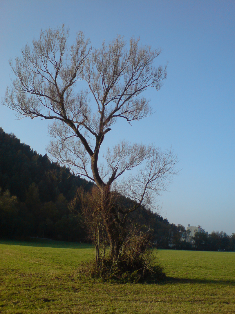 Herbstbaum