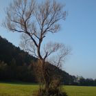 Herbstbaum