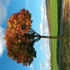 Herbstbaum