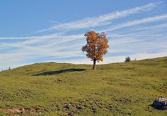 Herbstbaum 20170927