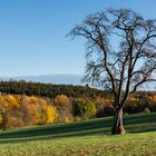 Herbstbaum