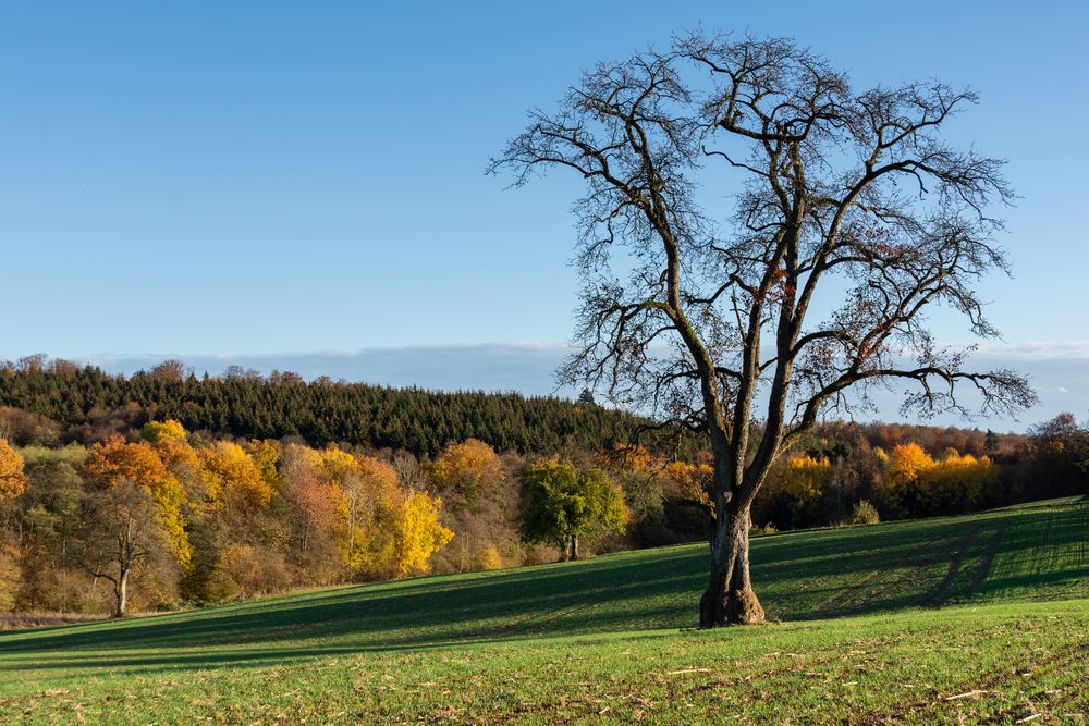 Herbstbaum