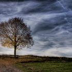 Herbstbaum