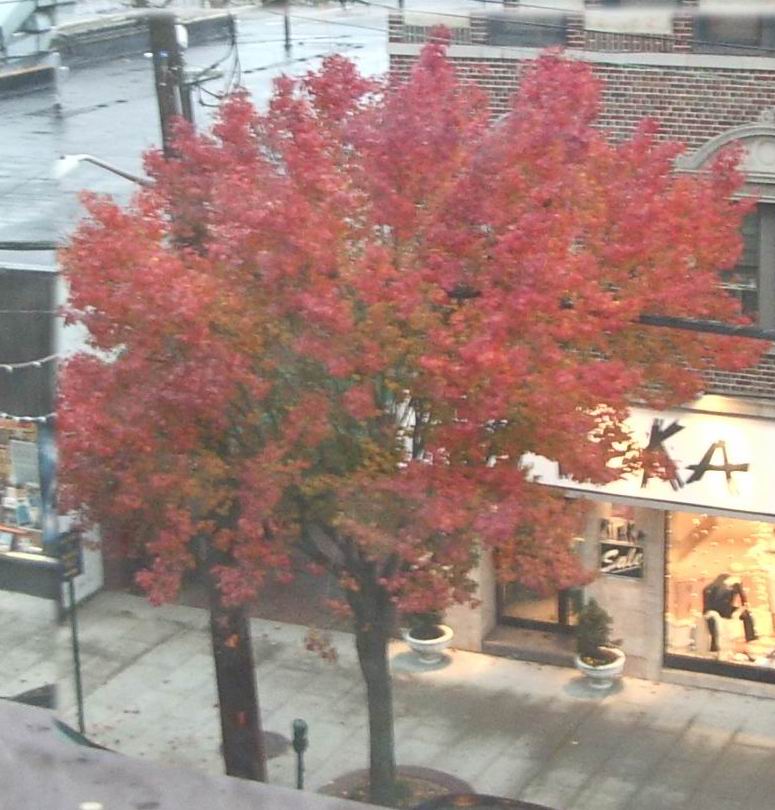 Herbstbaum