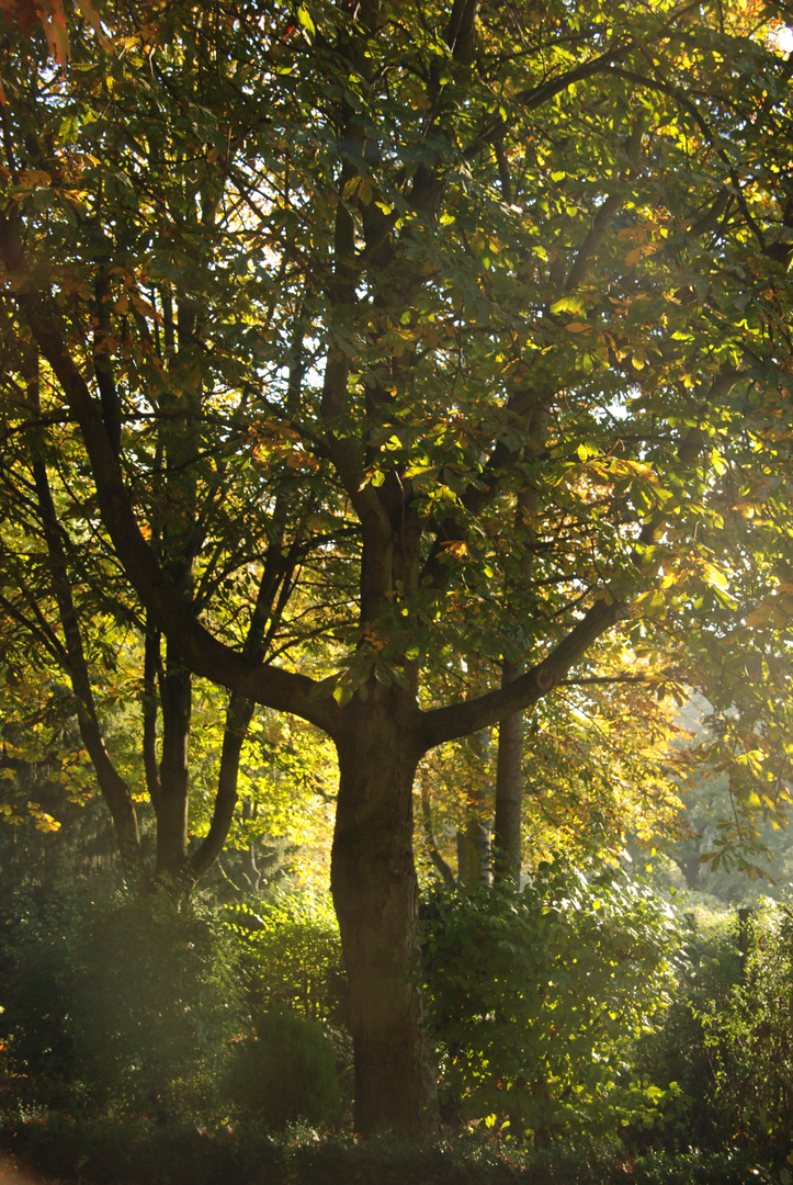 Herbstbaum