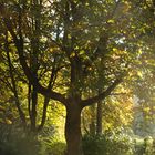 Herbstbaum