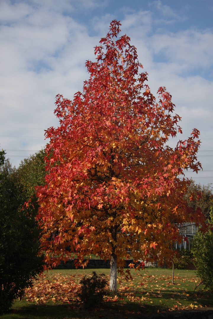 Herbstbaum..................