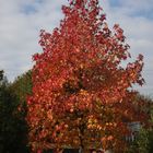 Herbstbaum..................