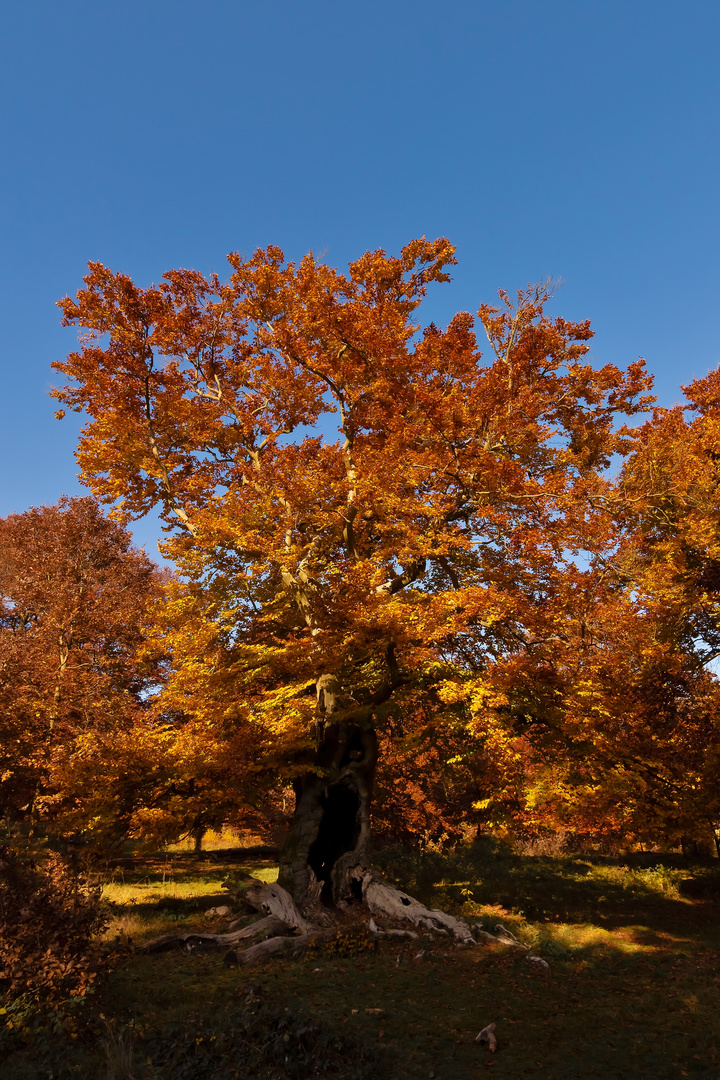 Herbstbaum