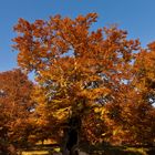 Herbstbaum