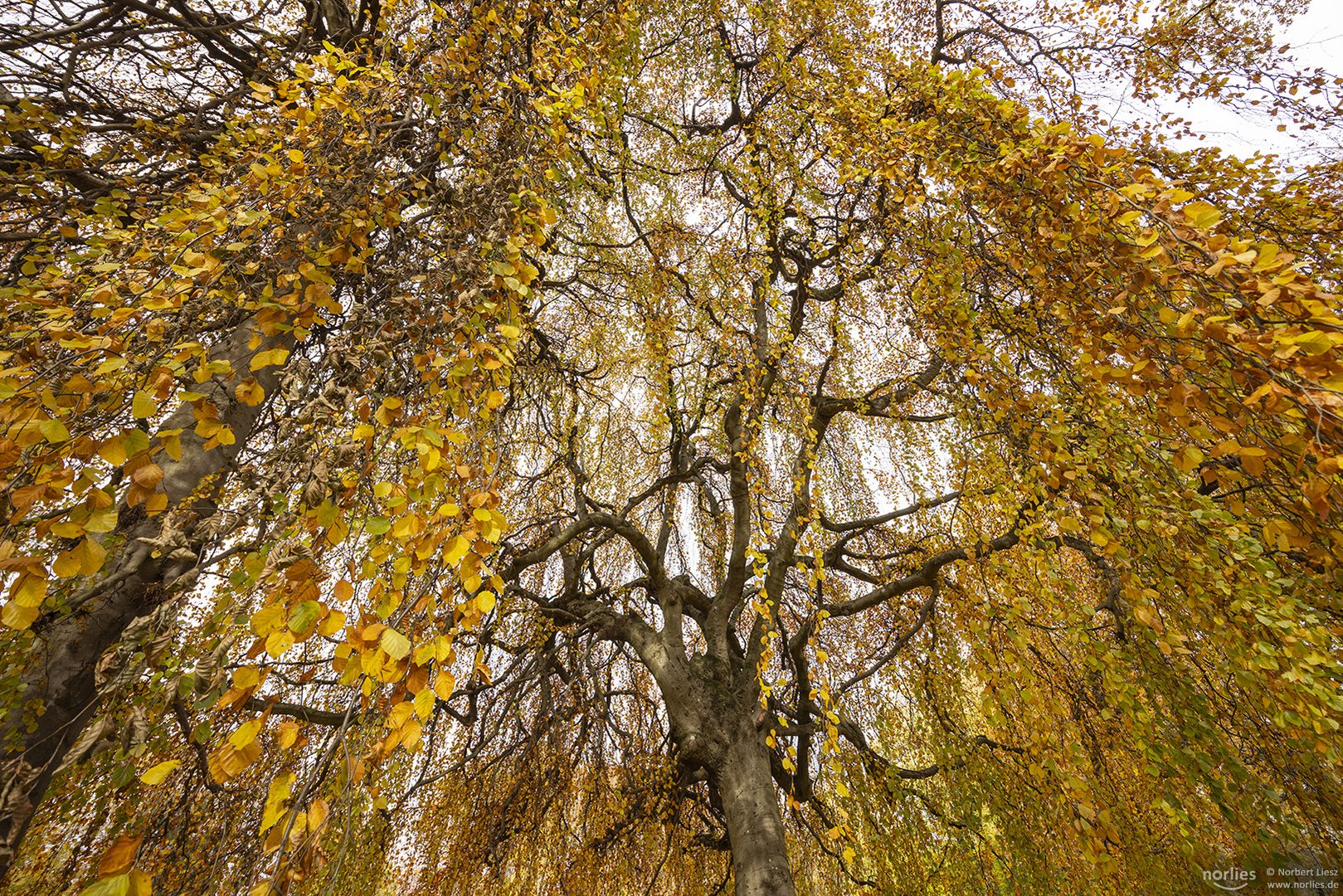 Herbstbaum