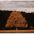 Herbst.Baum