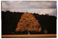 Herbst.Baum