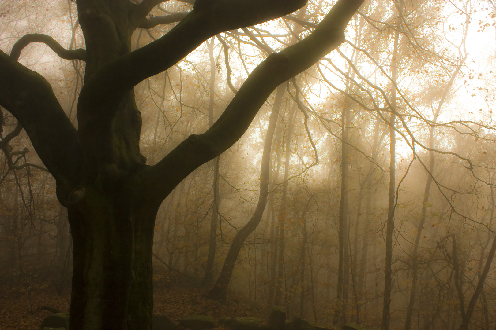 Herbstbaum