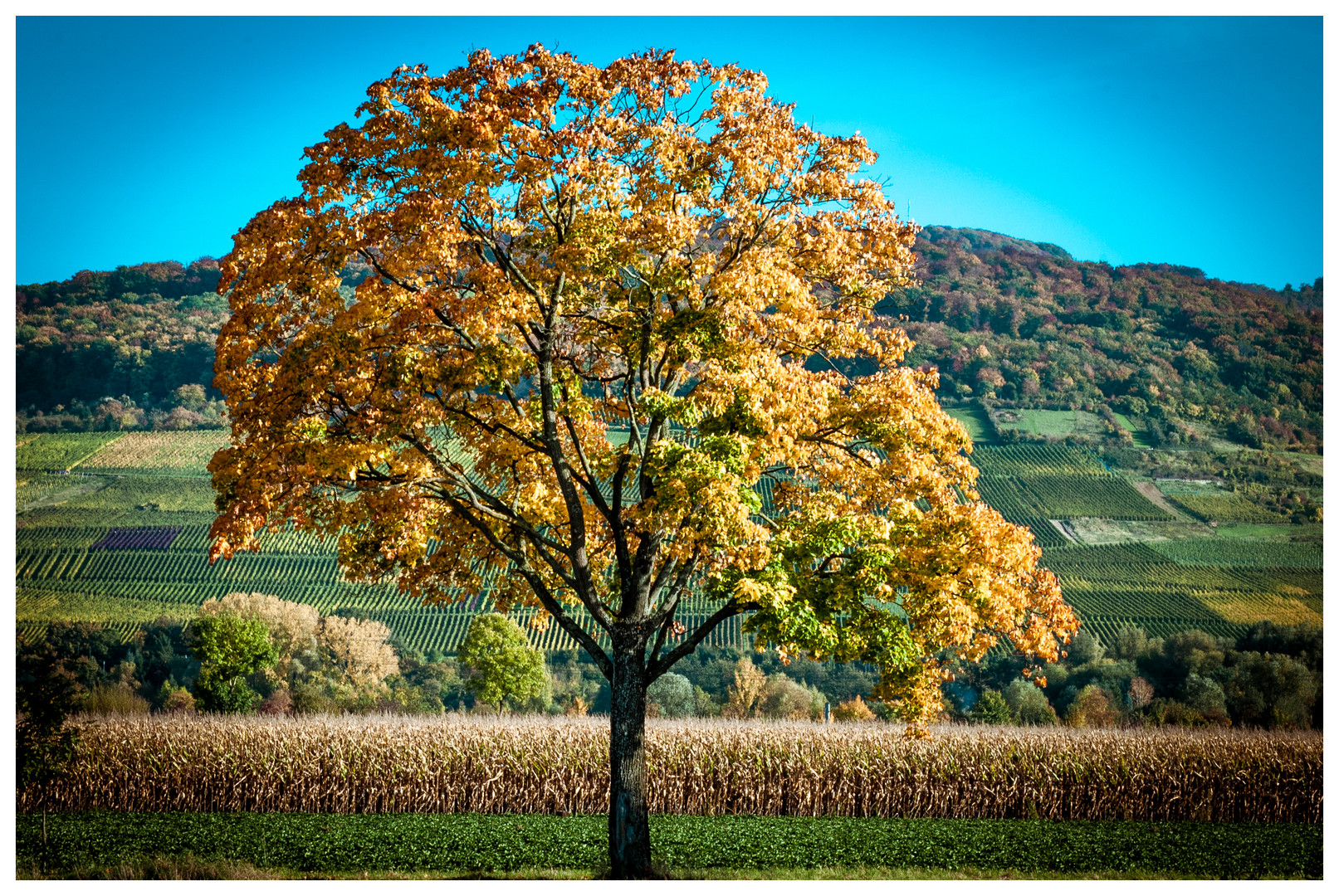 Herbstbaum.....