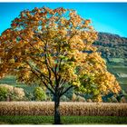 Herbstbaum.....