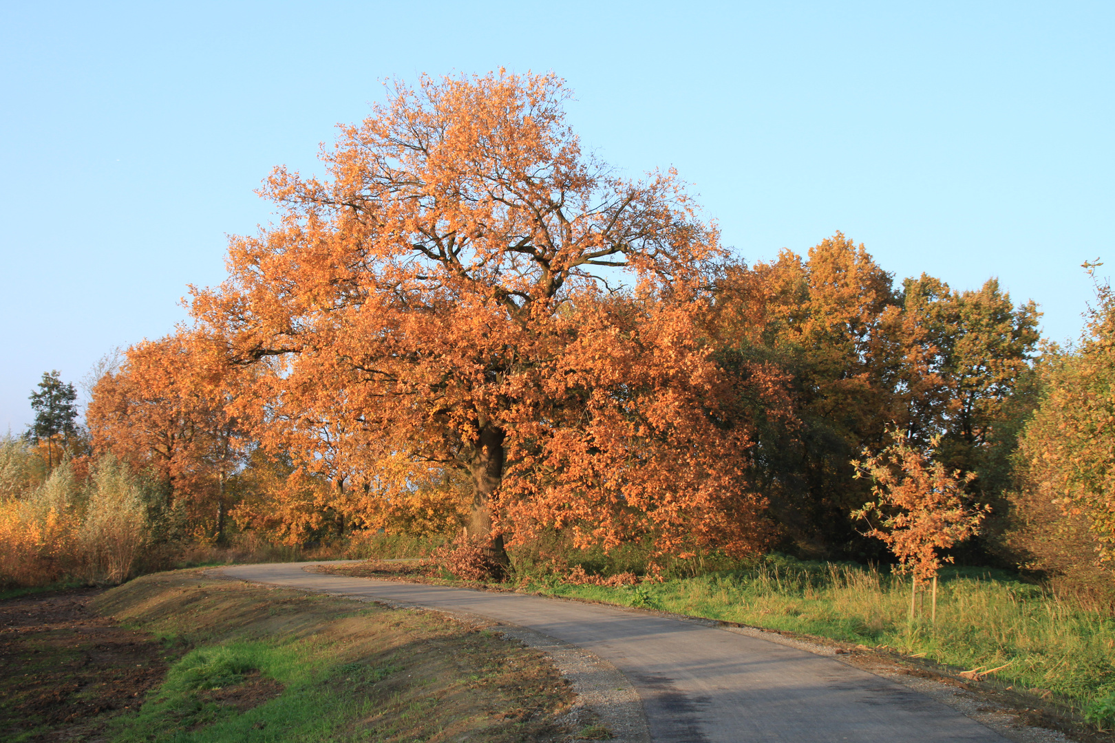 Herbstbaum