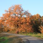 Herbstbaum