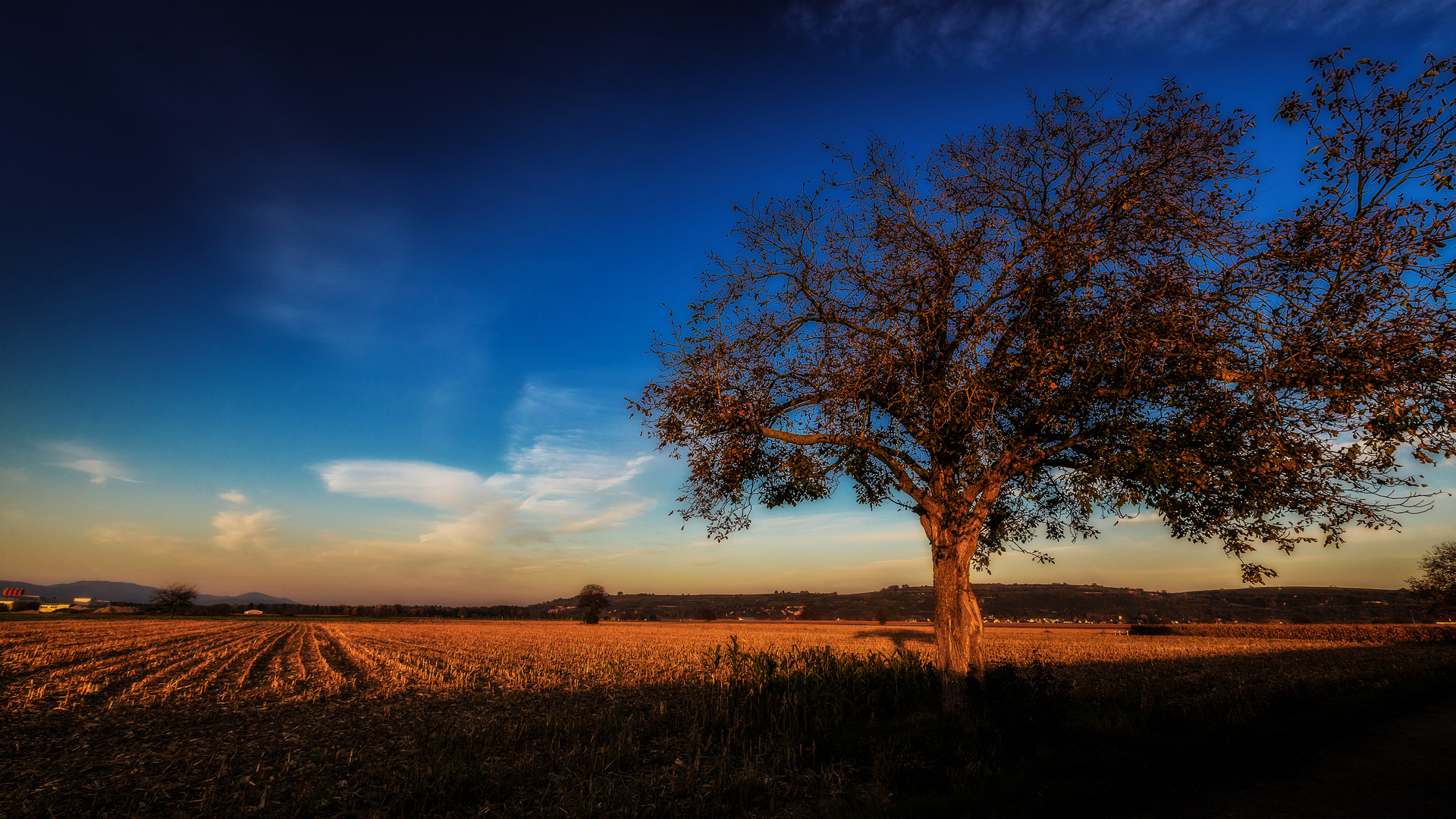 Herbstbaum