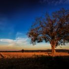 Herbstbaum