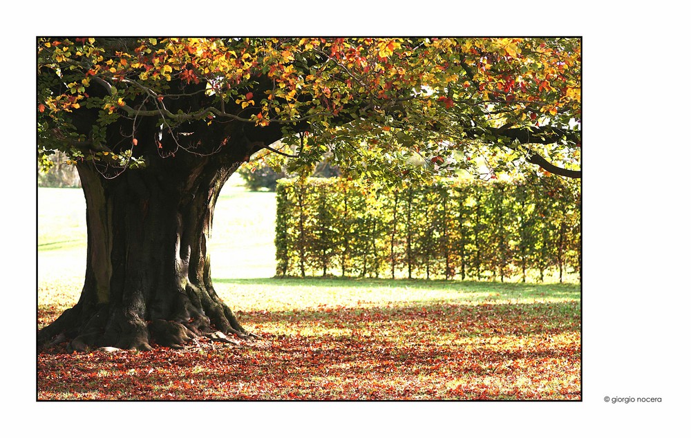 Herbstbaum