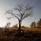 Herbstbaum