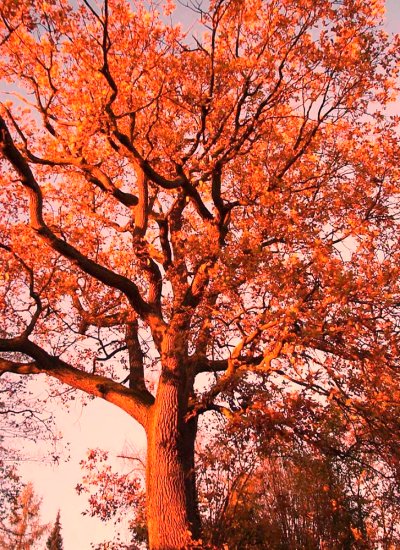 Herbstbaum