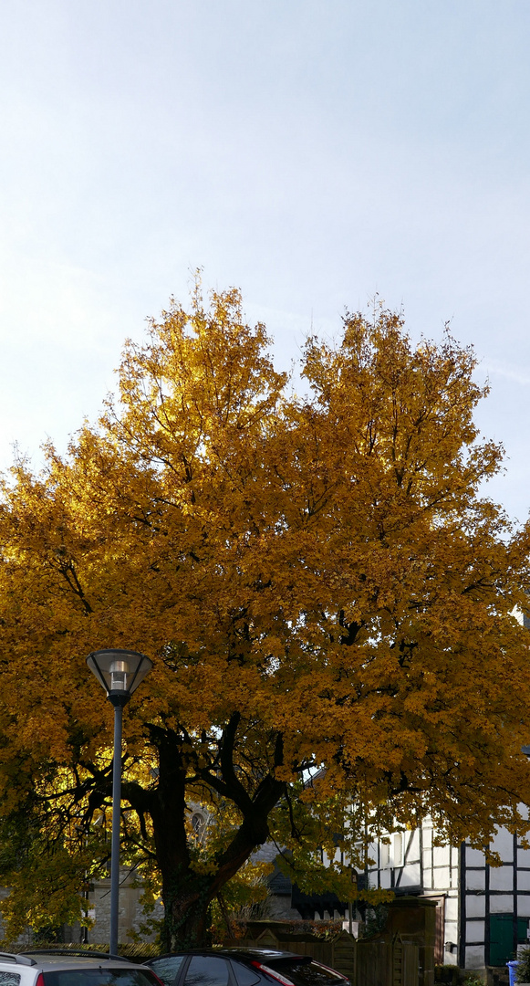   Herbstbaum