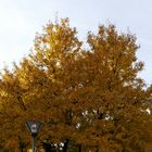   Herbstbaum