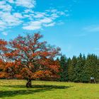 Herbstbaum