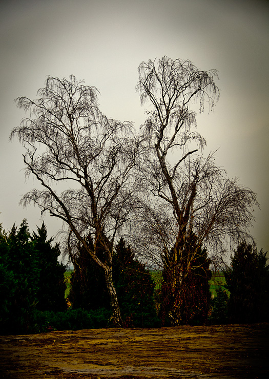 Herbstbaum