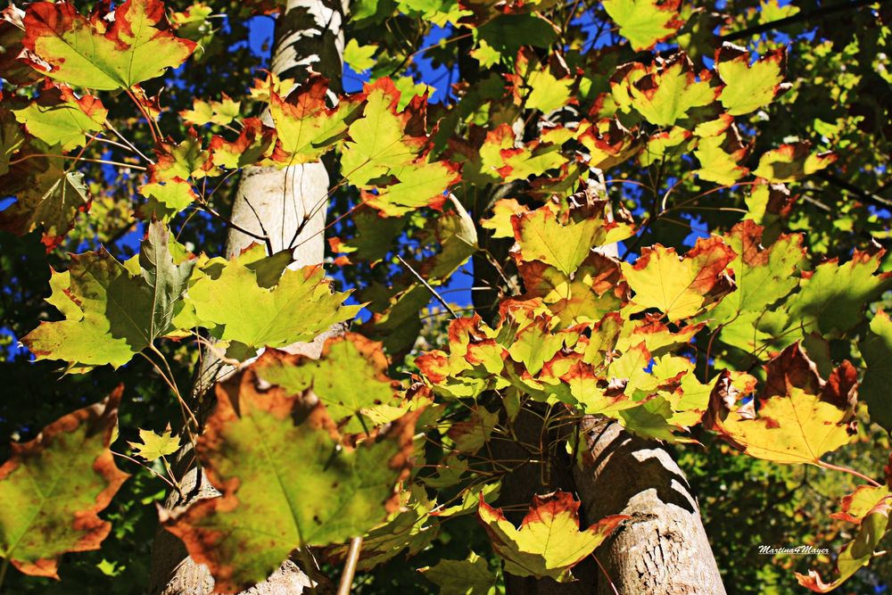 Herbstbaum