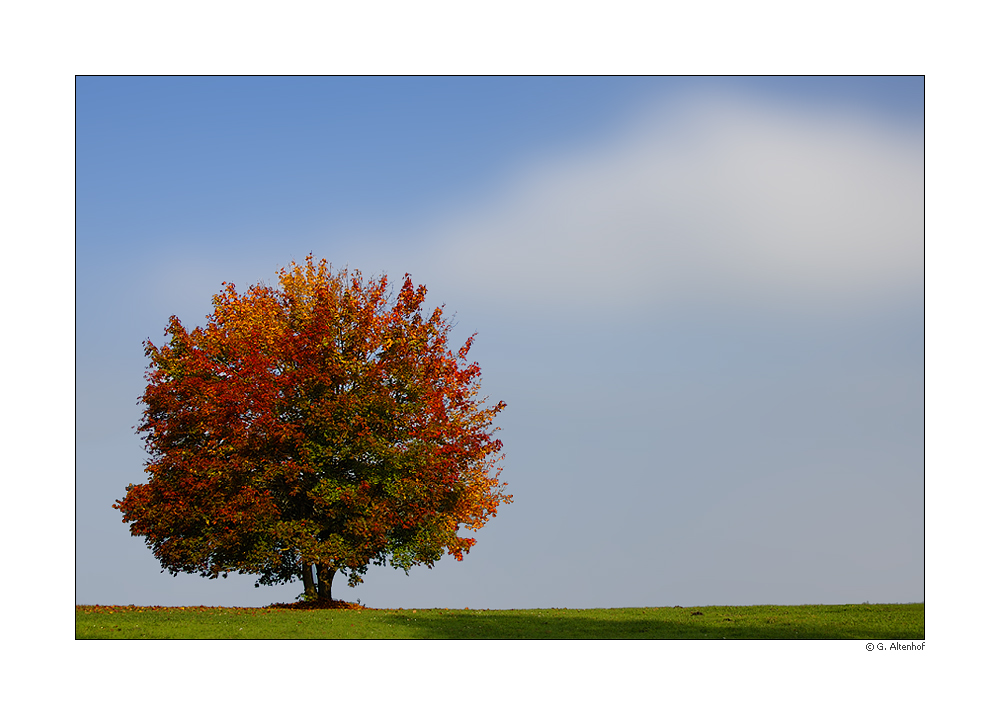 Herbstbaum...