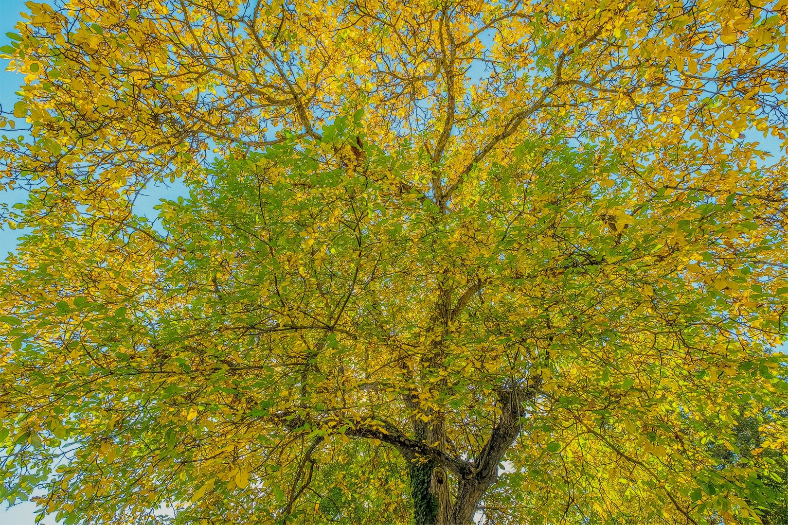 Herbstbaum