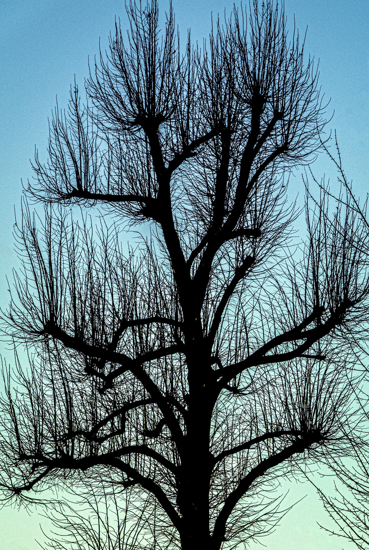 Herbstbaum