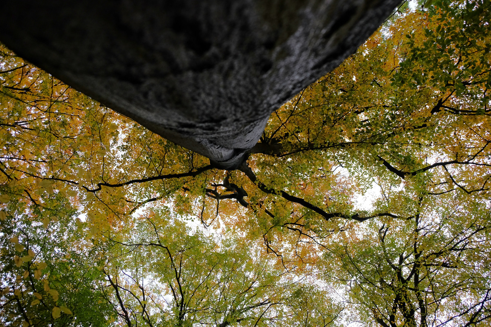 Herbstbaum