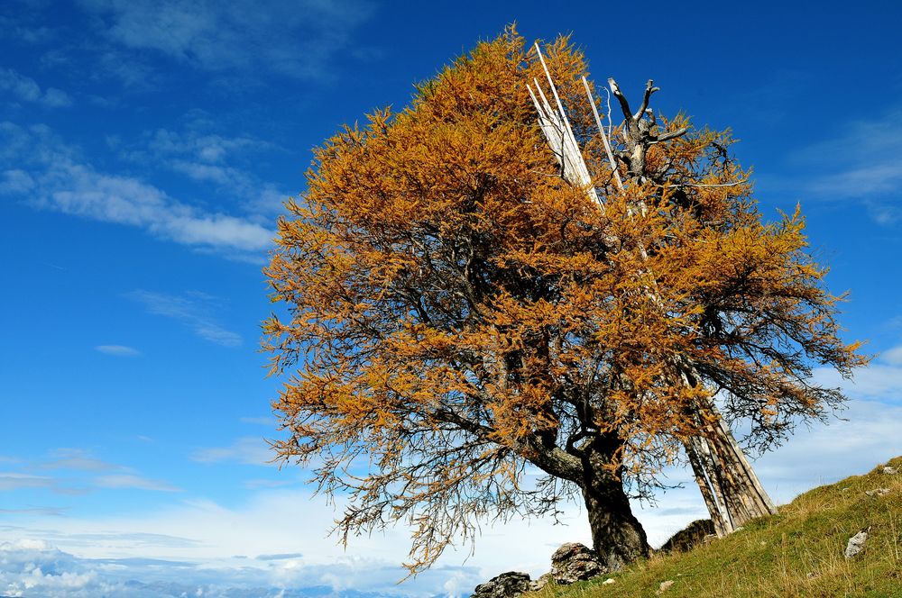 Herbstbaum