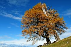 Herbstbaum