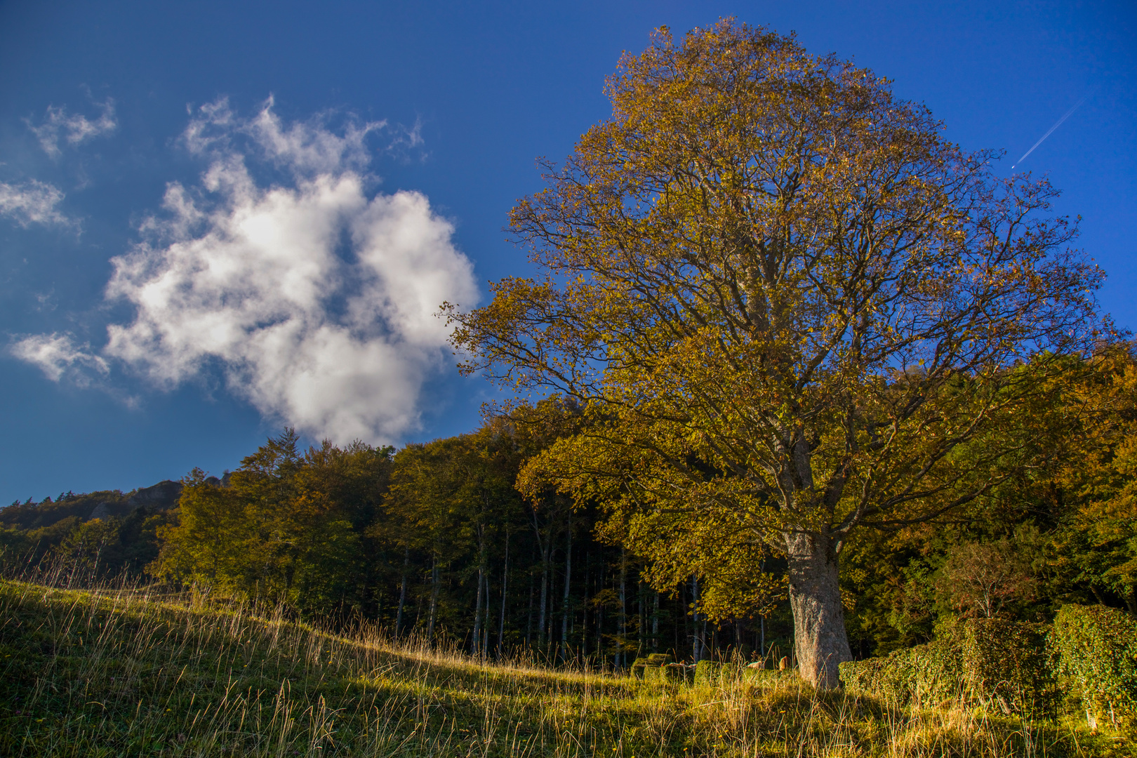 Herbstbaum