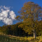 Herbstbaum