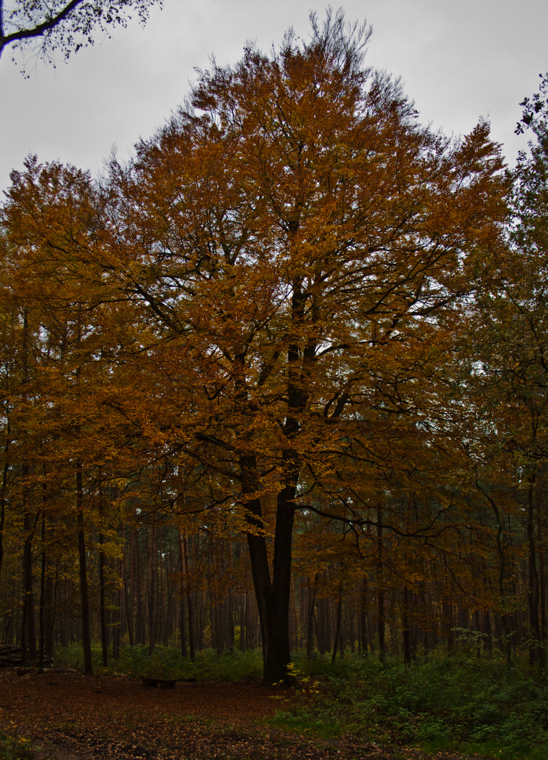 Herbstbaum