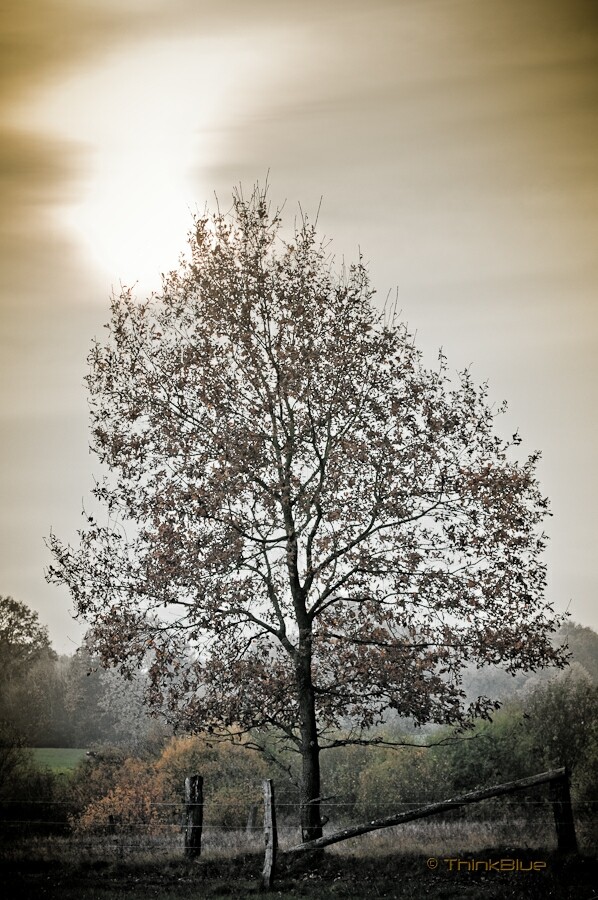 Herbstbaum...