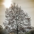 Herbstbaum...