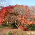 Herbstbaum