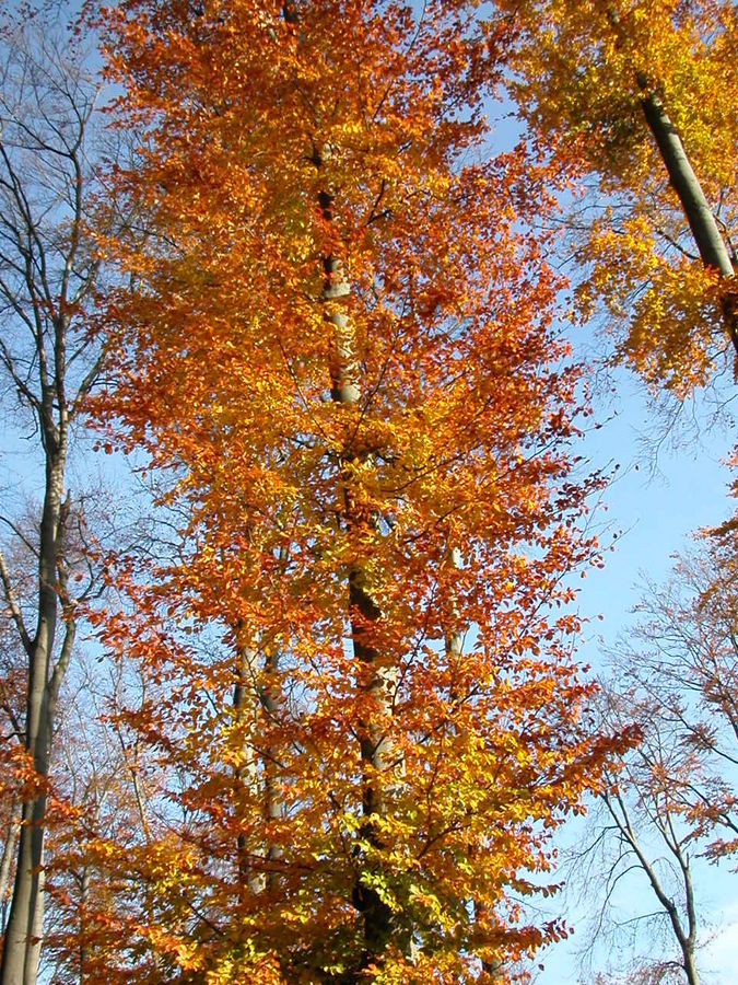 Herbstbaum