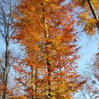 Herbstbaum